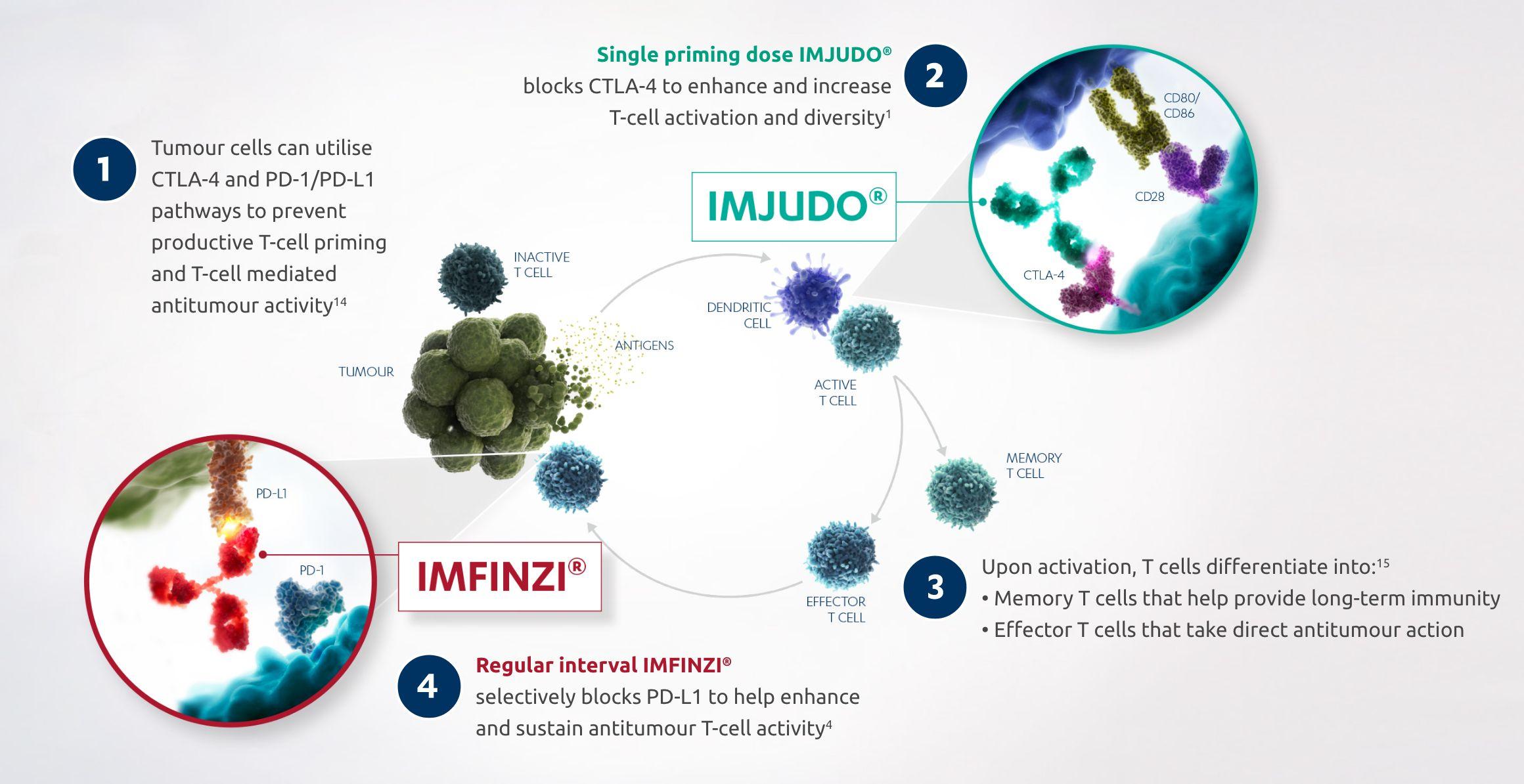 Mechanism of Action infography